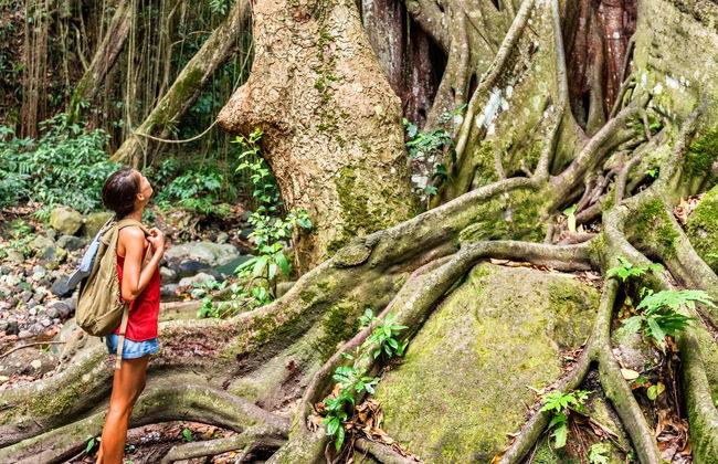 St. Kitts Rainforest Hiking Tour - Photo 4