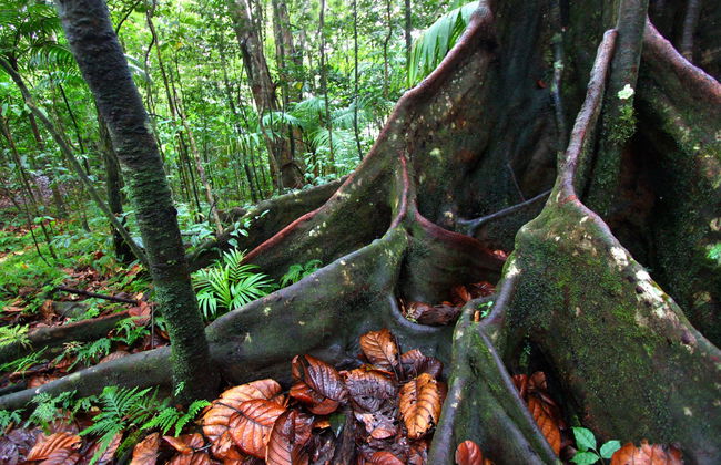 St. Kitts Rainforest Hiking Tour - Photo 1