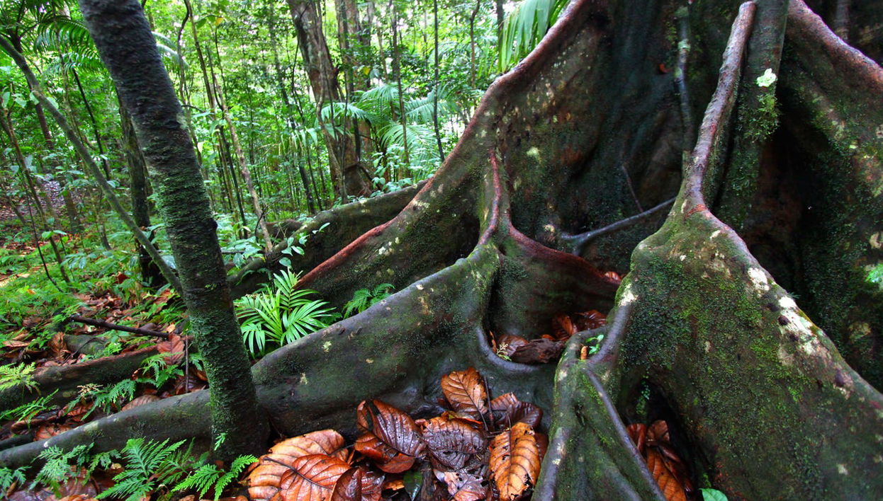 St. Kitts Rainforest Hiking Tour - Photo 1