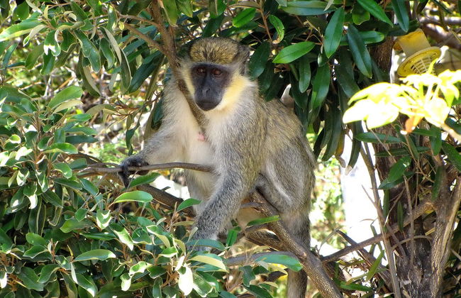 St. Kitts Rainforest Hiking Tour - Photo 7