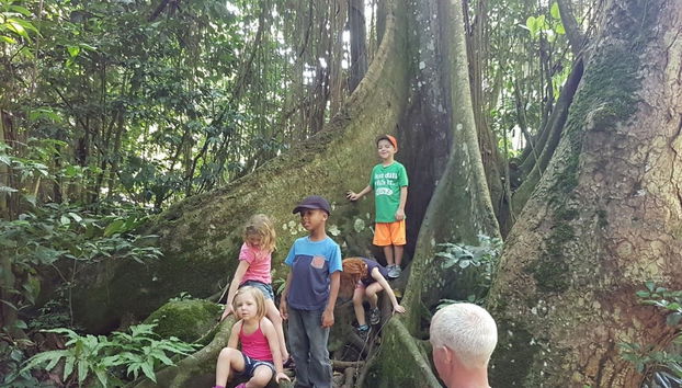 St. Kitts Rainforest Hiking Tour - Photo 3