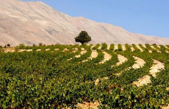 Excursión a Baalbek + Visita a las bodegas de Zahle - Foto 8