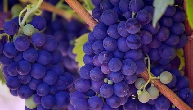 Escursione a Baalbek + Visita alle cantine di Zahle - Foto 5