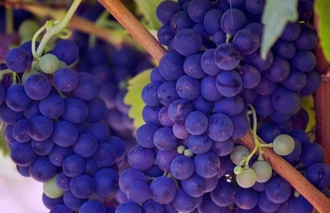 Excursión a Baalbek + Visita a las bodegas de Zahle - Foto 5