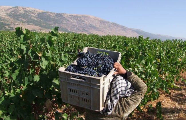 Excursión a Baalbek + Visita a las bodegas de Zahle - Foto 7