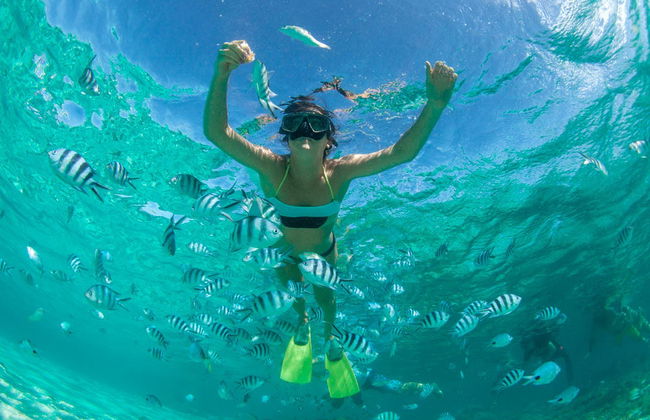 Nadar com golfinhos em Black River - Foto 4