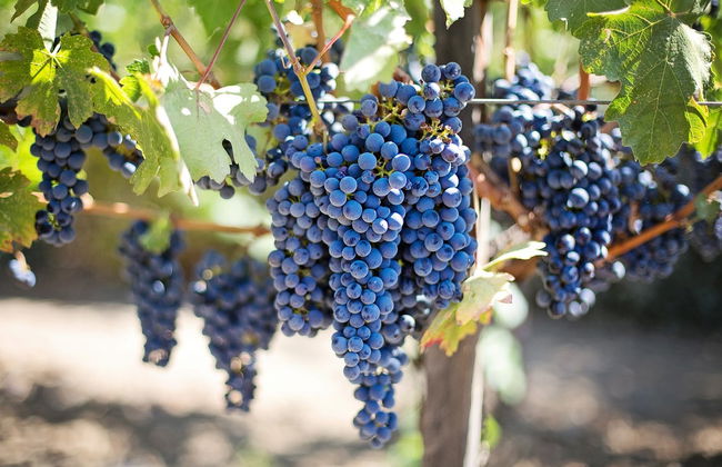 Bélesta Vineyards Jeep Tour - Photo 7