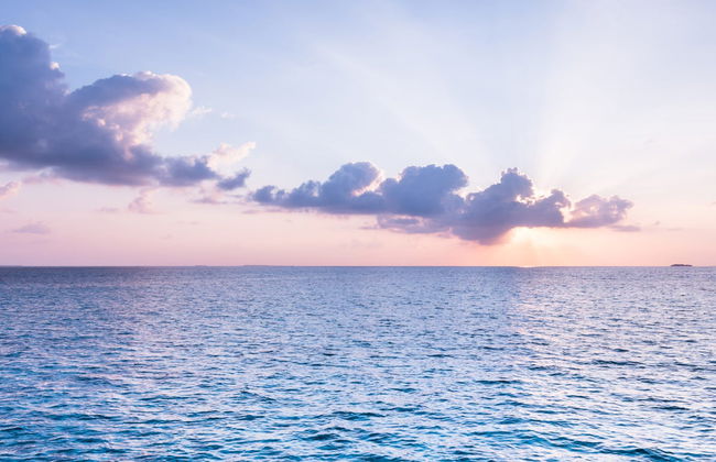 Avistamiento de delfines en Dhiffushi - Foto 4