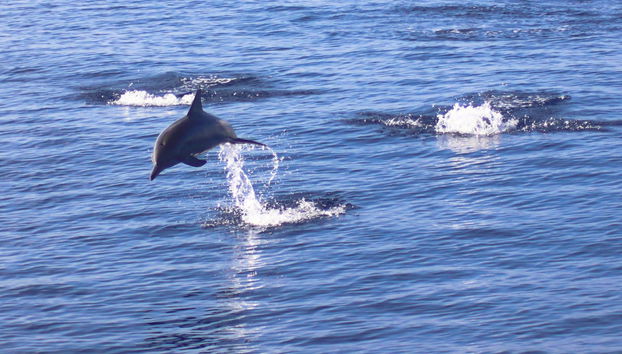 Avvistamento di delfini a Dhiffushi - Foto 2