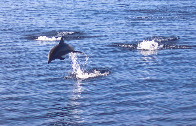 Avistamiento de delfines en Dhiffushi - Foto 2