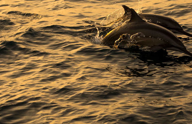 Avistamiento de delfines en Dhiffushi - Foto 3