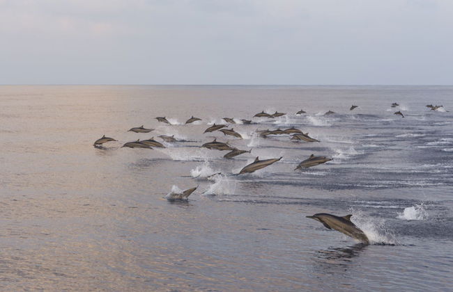 Avistamiento de delfines en Dhiffushi - Foto 1
