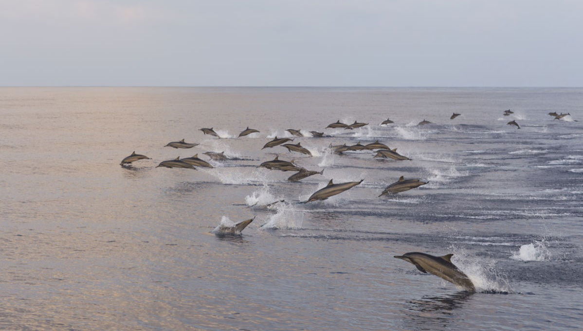 Avvistamento di delfini a Dhiffushi - Foto 1