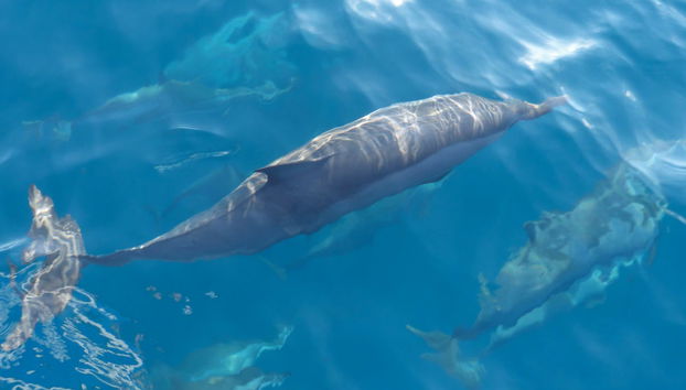 Dolphin Watching in Huraa - Foto 3