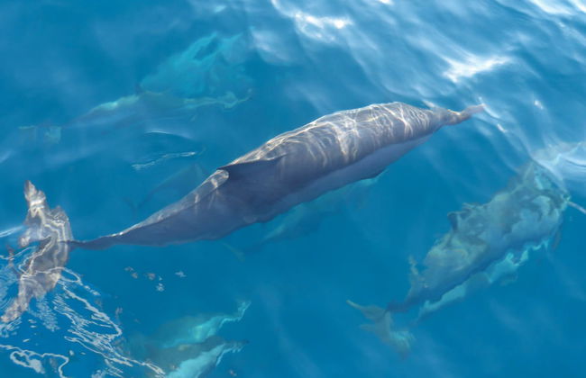 Avistamiento de delfines en Dhiffushi - Foto 3