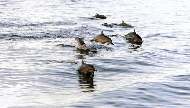 Avvistamento di delfini a Dhiffushi - Foto 5