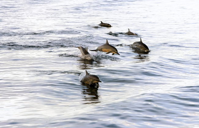 Avistamiento de delfines en Dhiffushi - Foto 5