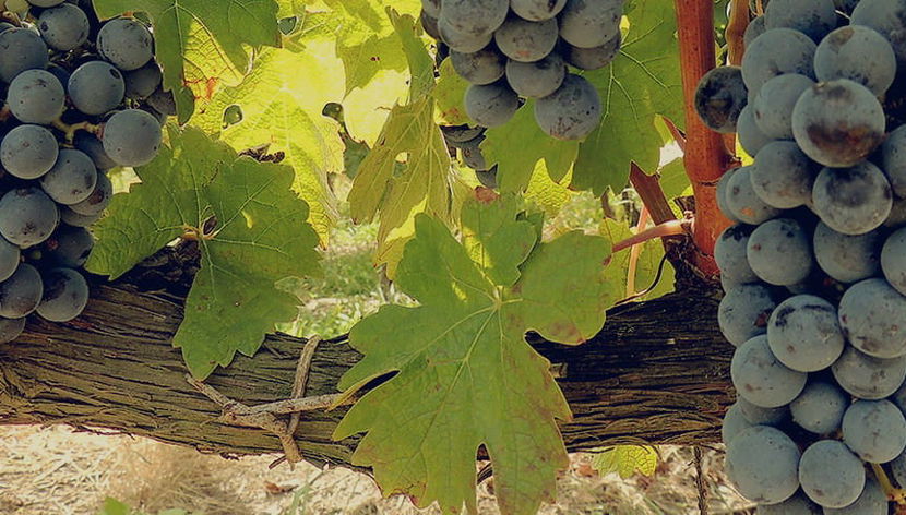 Visita a las bodegas Pizzorno - Foto 3