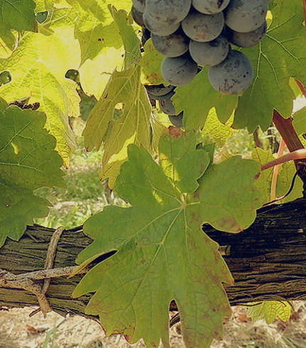 Foto de Visita a las bodegas Pizzorno