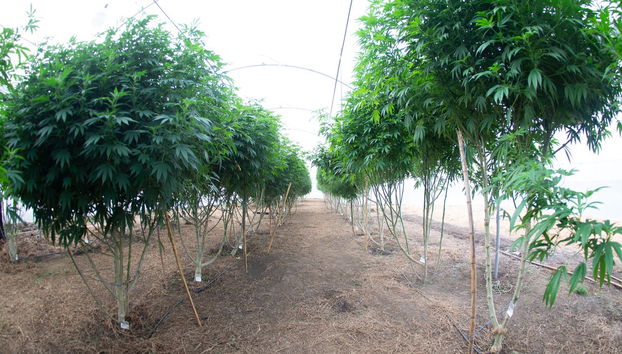 Visite autour du cannabis à Rionegro - Photo 3