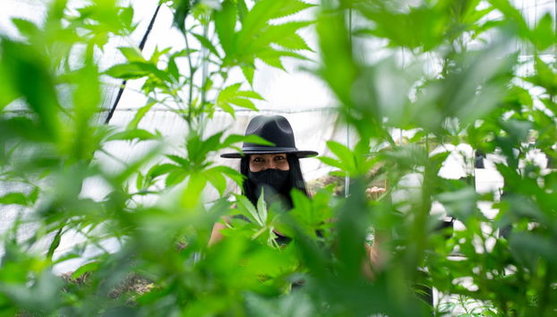 Visite autour du cannabis à Rionegro - Photo 2