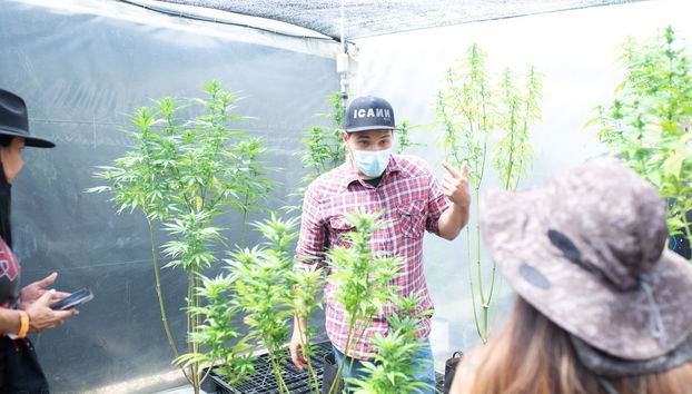 Visite autour du cannabis à Rionegro - Photo 4