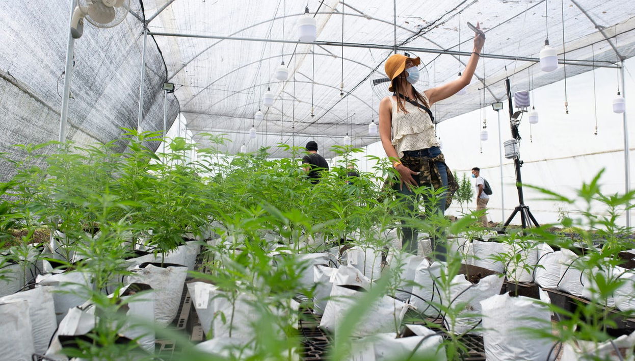 Visite autour du cannabis à Rionegro - Photo 1