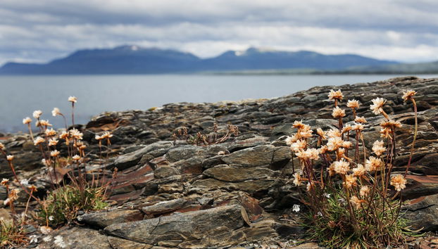 Boat Ride + Hiking in Cape Froward - Foto 2