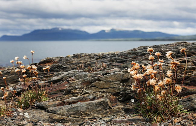 Boat Ride + Hiking in Cape Froward - Photo 2