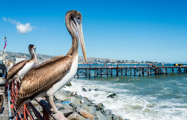 Visite complète de Valparaiso - Photo 3
