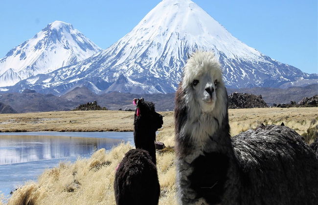 Excursão ao Parque Nacional Lauca - Foto 1