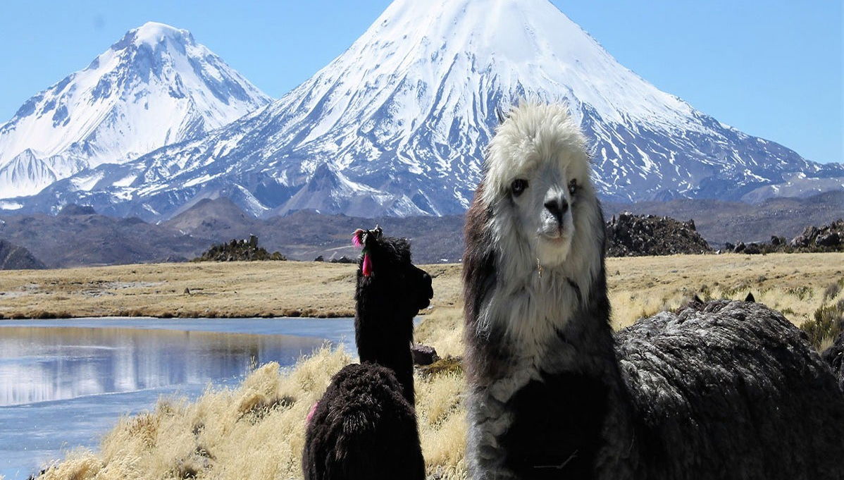 Excursão ao Parque Nacional Lauca - Foto 1