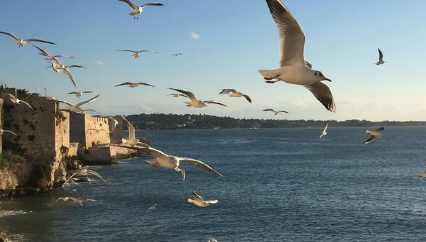 Giro in barca all'isola di Ortigia - Foto 2