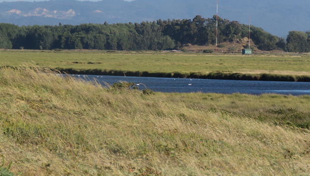 Tour privato della costa di Gran Concepción - Foto 5