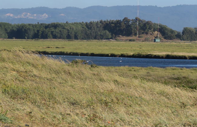 Tour privado por la costa del Gran Concepción - Foto 5