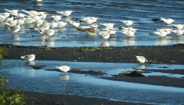 Tour por la costa del Gran Concepción - Foto 3