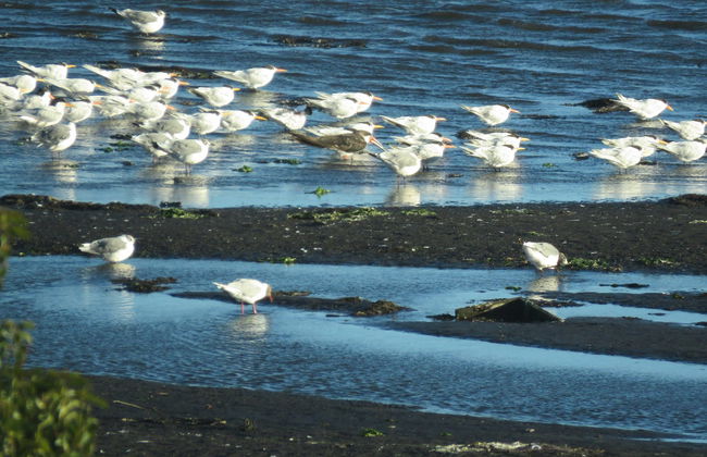 Tour por la costa del Gran Concepción - Foto 3