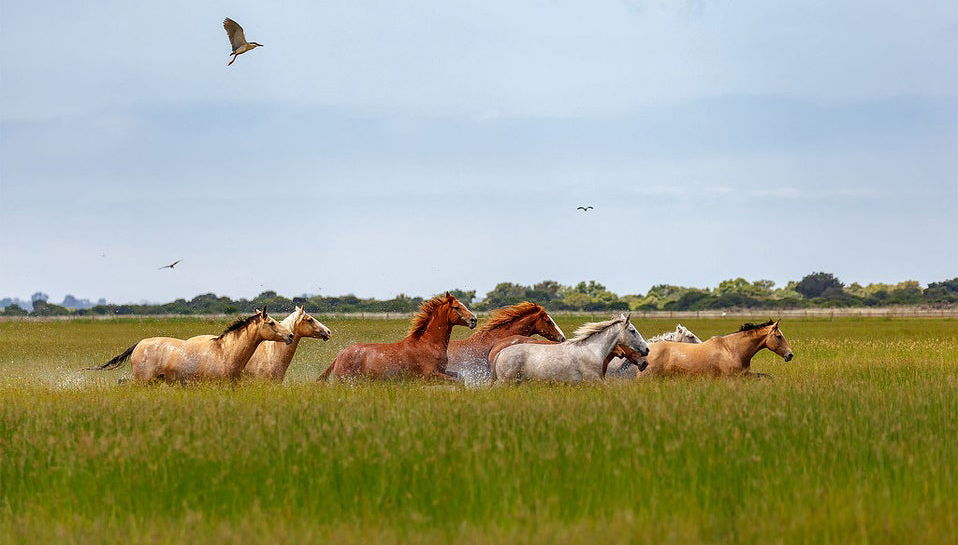 Visite guidée du Parc National de Doñana - Photo 1