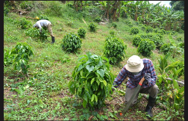 Escursione al Museo del Caffè di Ciales - Foto 7