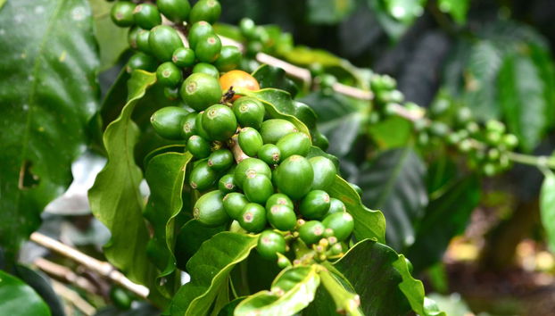 Excursión al Museo del Café de Ciales - Foto 3