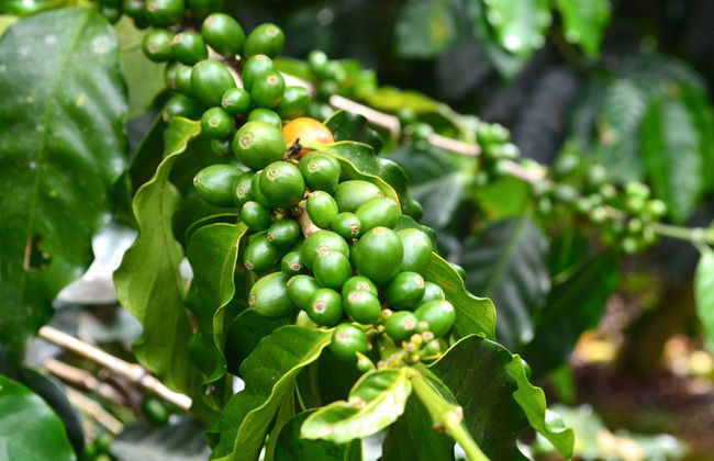 Escursione al Museo del Caffè di Ciales - Foto 3