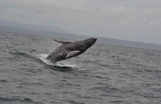 Avistamento de baleias em Samaná - Foto 6