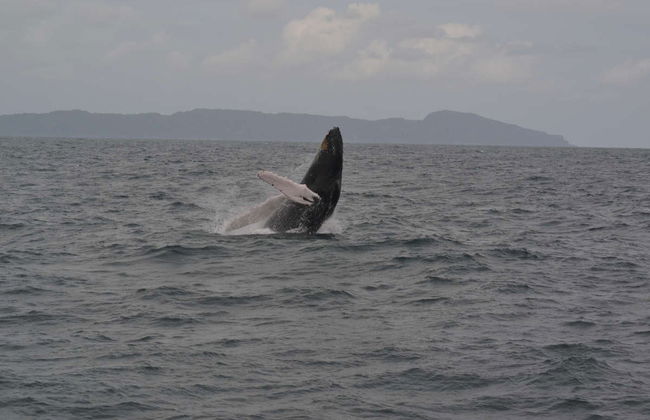 Avistamento de baleias em Samaná - Foto 2