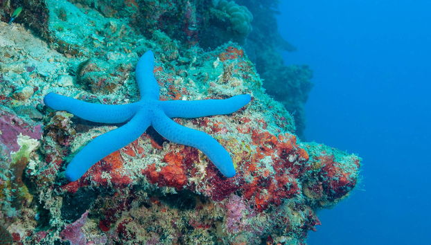 Corso di immersione PADI Open Water - Foto 3