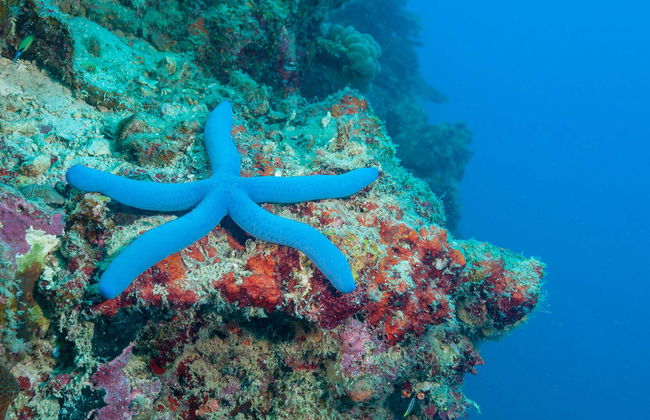 Bautismo de buceo en Moalboal - Foto 6