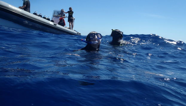 Nage avec des dauphins à Terceira - Photo 3