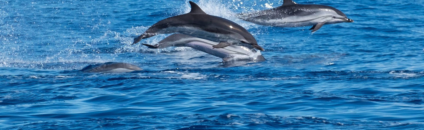 Nadar com golfinhos na Terceira - Foto 1
