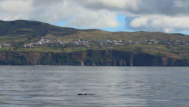 Avistamento de baleias e golfinhos - Foto 4