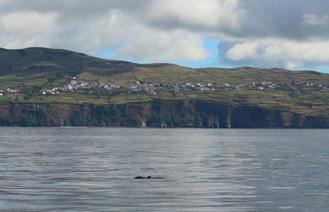 Nadar com golfinhos na Terceira - Foto 5