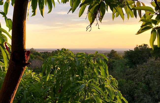 Tree Climbing in the Pica Oasis - Photo 4